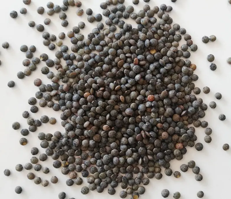 Lentilles vertes 1kg bio - Ferme Pleine de vie