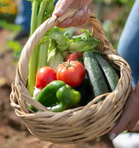 Grand panier de légumes de saison - 2 maraichers