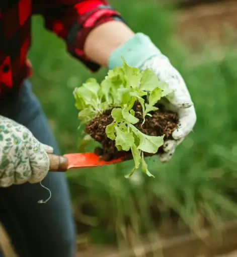 Panier de légumes de saison - 2 maraichers